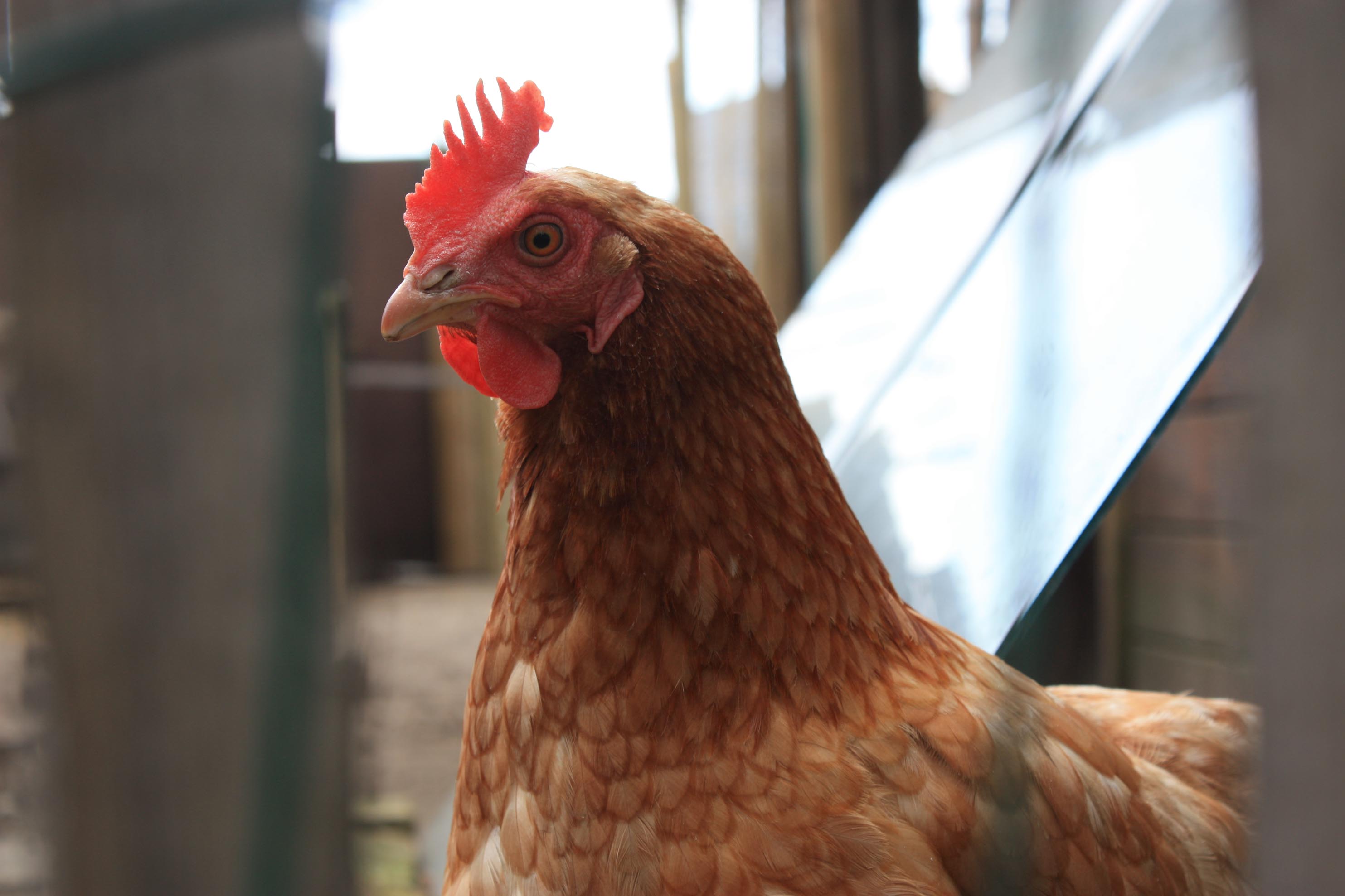 循環農業,動物,家庭,回收