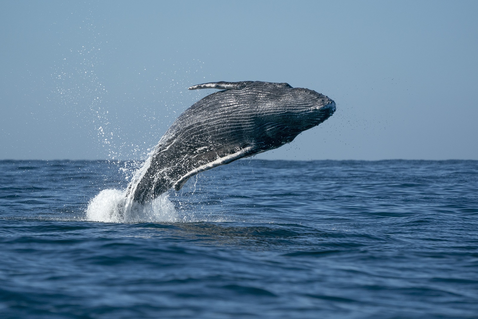 Humpback,Whale,Breaching,In,Cabo,San,Lucas,Baja,California,Sur
